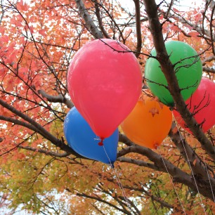 Kelima balon itu tersangkut di dahan sebuah pohon yang daun-daunnya memerah. Beberapa daun telah berguguran dan daun yang tersisa pun siap menyusul gugur.
